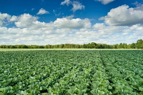 Landscape view of growing cabbage field. Latvia Stock Photos
