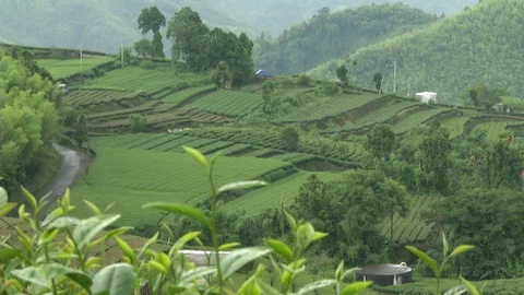 Landscape view of a high mountain tea farm Stock Footage 93781929