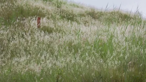 Landscape view of Hill  and white grass flower Stock Footage 80578467