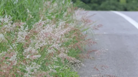 Landscape view of Hill  and white grass flower Video stock 80578470