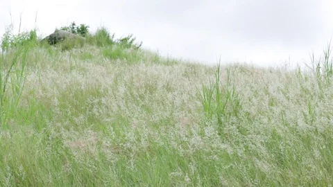 Landscape view of Hill  and white grass flower Stock Footage 80579227