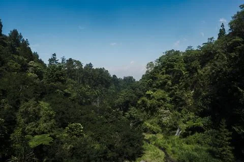 A landscape view of the jungle from a bridge of nature Stock Photos