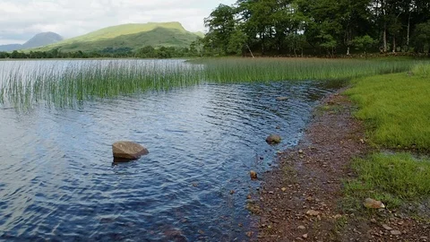 Landscape view of a lake with coastal marsh on a summer day in slow motion Stock Footage 87810620