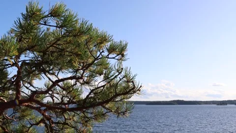 Landscape view at a lake. Video stock 255967175