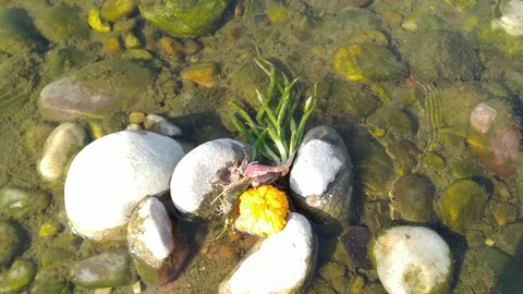 Landscape View of Leaf's Under The Water Stock Footage 145266140