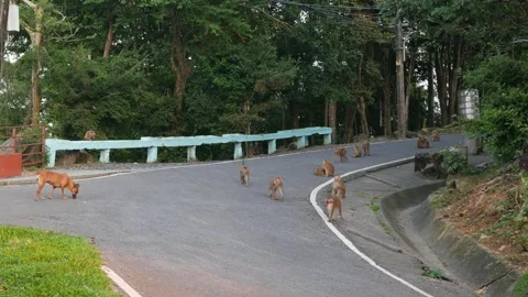Landscape view of local road on the Monkey Hill in Phuket town with group o.. Stock Footage 296090201