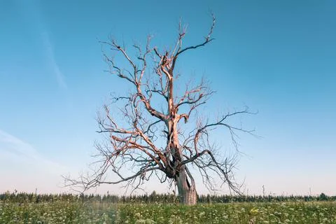 Landscape view of a lonely Dead tree against a background of Blue sky Foto stock
