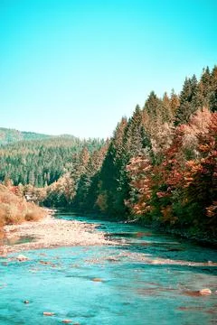 Landscape with a view of a mountain river, pine trees and a bank with tinted  Stock Photos