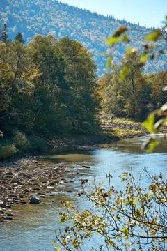 Landscape with a view of a mountain river, pine trees and a bank with tinted  Stock Photos