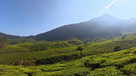 Landscape View of Munnar Tea Estate Stock-Footage 331903180