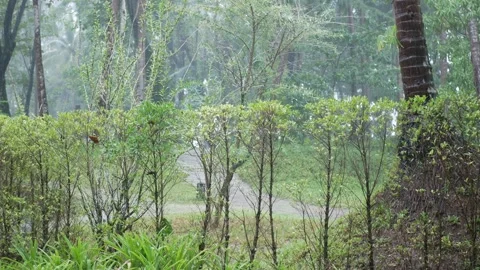 Landscape view of natural tree forest among rainy rain fall heavy strom day.. Stock Footage 279214527