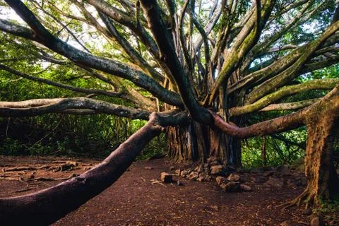 Landscape view of old big forest tree with long branches Foto stock