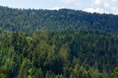 Landscape view over the green pine trees in the Black Forest Stock Photos