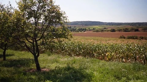 Landscape view over trees fields and meadows Stock Footage 115705238
