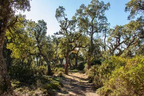 Landscape view of a path surrounded by old oak trees. Beni Metir, Jendouba,.. Stock Photos