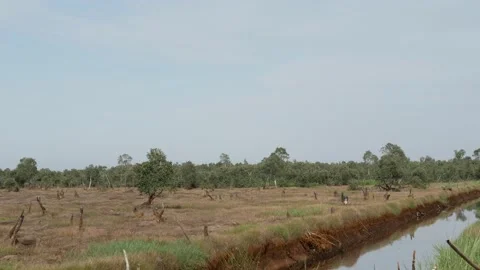 Landscape view of peatland forest, burnt stumps and drying canal Stock Footage 158408460