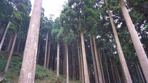 Landscape view of Pine forest at Lamahatta eco park Darjeeling Stock Footage 301576579