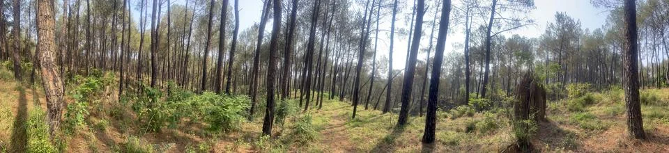 Landscape view of pine tree in forest himachal pradesh india 369 Stock Photos