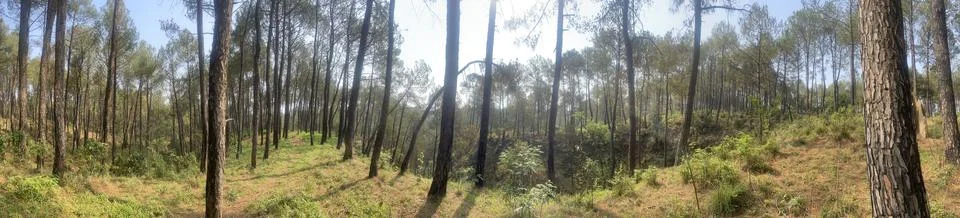 Landscape view of pine tree in forest himachal pradesh india 368 Stock Photos