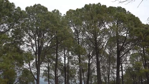 Landscape View of Pine Tree Leafs flow with the wind himachal Pradesh India  Stock Footage 297193188