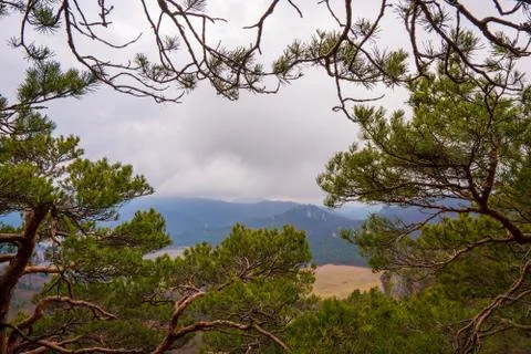 Landscape view with ram-shaped trees with an overcast arch Stock Photos