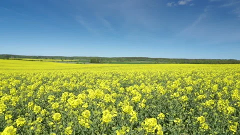 A landscape view of the rapeseed field Stock Footage 137131341