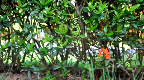 Landscape view of Red Ixora coccinea. Video shift motion close up Stock Footage 39716622