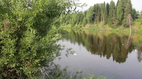 Landscape view Reflection of trees in a river Video stock 92607822