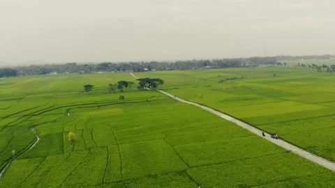 Landscape view of rice fields and trees Stock Footage 200858585
