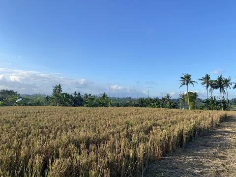 Landscape view of rice fields and blue sky. good illustration for agriculture Stock Photos