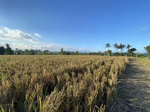 Landscape view of rice fields and blue sky. good illustration for agriculture Stock Photos