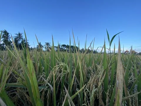 Landscape view of rice fields and blue sky. good illustration for agriculture Stock Photos