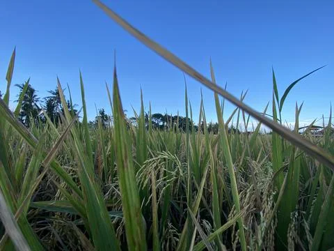 Landscape view of rice fields and blue sky. nice illustration for agriculture Stock Photos