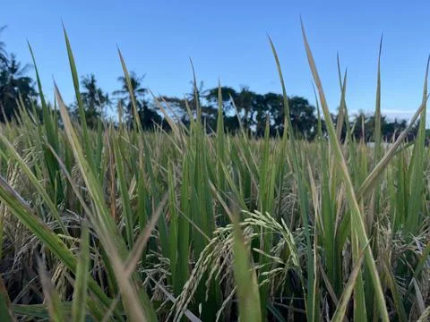 Landscape view of rice fields and blue sky. nice illustration for agriculture Stock Photos