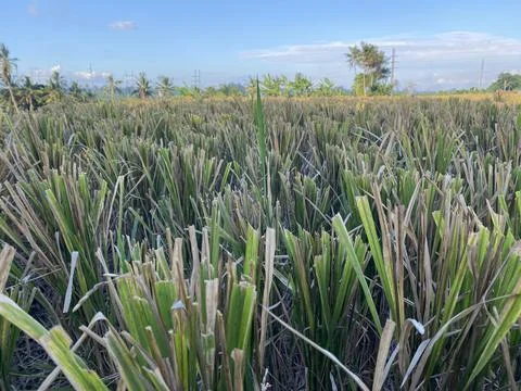 Landscape view of rice fields and blue sky. good illustration for agriculture Stock Photos