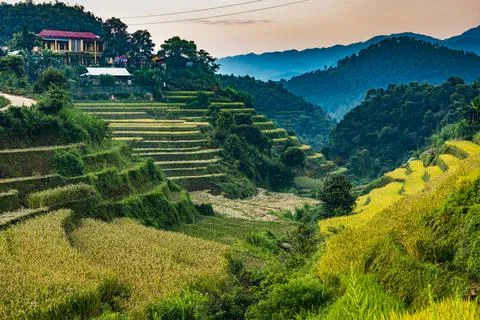 Landscape view of rice fields in Mu Cang Chai District, Yen Bai Province, Nor Stock Photos