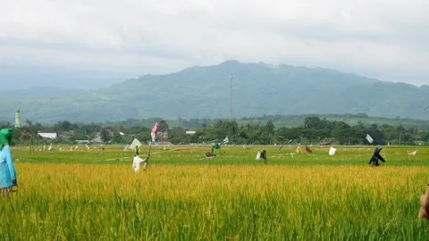 Landscape view of rice fields starting to turn yellow with mountains Stock Footage 304772502