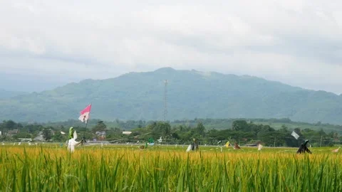 Landscape view of rice fields starting to turn yellow with mountains Stock Footage 304772518