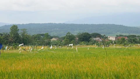 Landscape view of rice fields starting to turn yellow with mountains Stock Footage 304772536