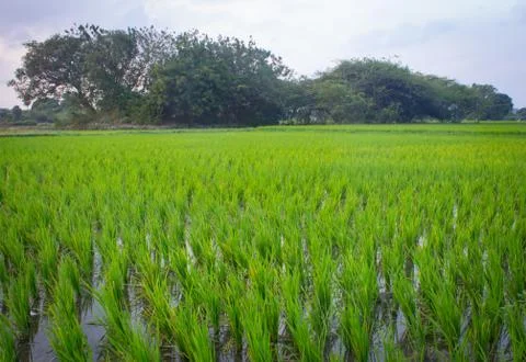 Landscape view of the rice fields, Tamil Nadu, India. View of Paddy fields. Stock Photos