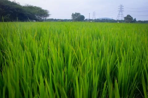 Landscape view of the rice fields, Tamil Nadu, India. View of Paddy fields. Foto stock