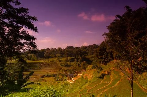 Landscape view of rice fields in Trawas Mojokerto Foto stock