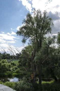 Landscape view of a river and trees in the city park. Stock Photos