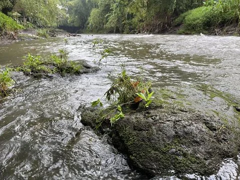 Landscape view of river with high stream Stock Photos