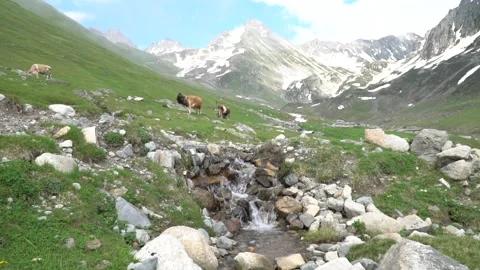 Landscape view with river, mountains and cows Stock Footage 219510746