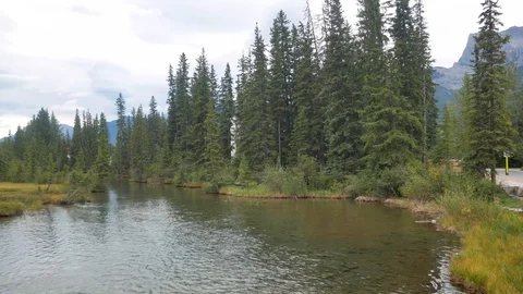 Landscape view of small canal river flow through the pine tree forest Stock Footage 122329062