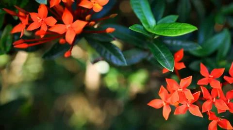 Landscape view of small Red flowers. Video with shift, change in focus and bokeh Stock Footage 39068529