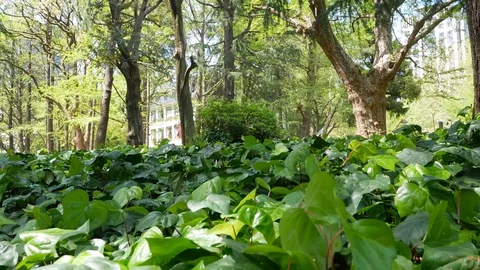 Landscape view of the small tree leaves in the park in spring daytime with Stock Footage 119266198