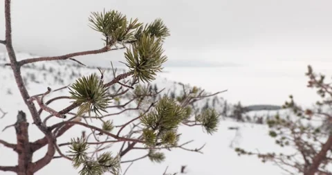Landscape view of a snow-covered gentle hillside with small pine trees Stock-Footage 176757828