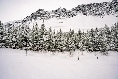 Landscape view of snow covered trees on the field and mountains in Iceland... Stock Photos